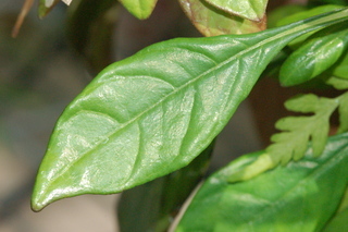 Crossandra infundibuliformis, Acanthaceae, leaf upper