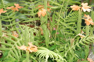 Crossandra infundibuliformis, Acanthaceae, plant