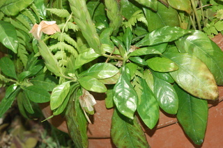 Crossandra infundibuliformis, Acanthaceae, plant