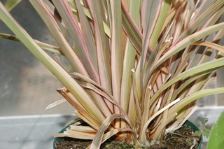 Phormium tenax, plant