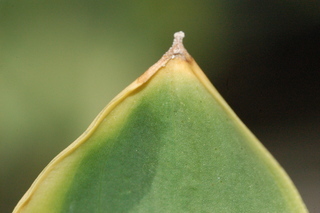 Zantedeschia aethiopica, leaf tip upper