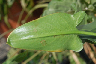 Zantedeschia aethiopica, leaf under