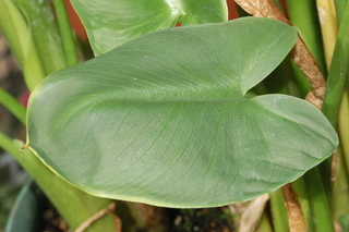 Zantedeschia aethiopica, leaf upper