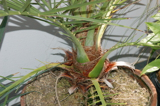 Phoenix dactylifera, plant