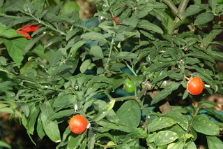 Solanum pseudocapsicum, Jerusalem Cherry, plant