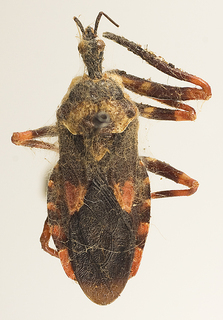 Amauroclopius ornatus