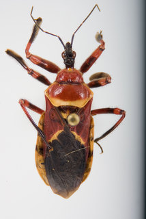 Apiomerus flaviventris, female
