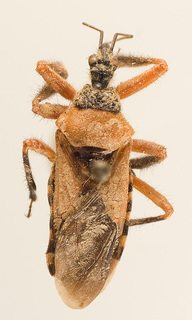 Apiomerus paraguayensis