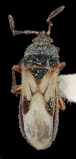 Blissus leucopterus