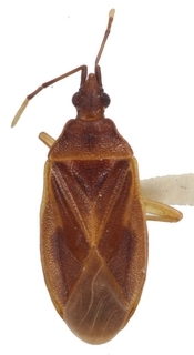 Clerada apicicornis