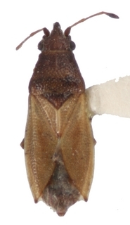 Cymus coriacipennis