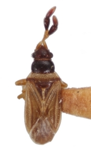 Ptochiomera nodosa