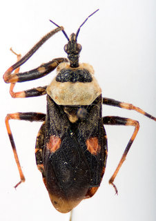 Amauroclopius ornatus, female