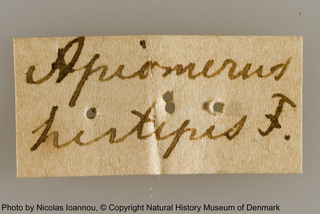 Apiomerus hirtipes, syntype label