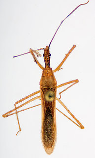 Zelus cervicalis, male, Alabama