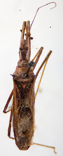 Zelus luridus, female