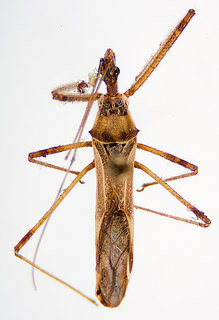 Zelus tetracanthus, female, Arizona