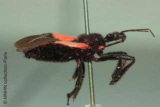 Apiomerus burmeisteri, holotype