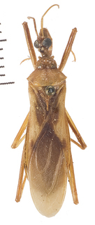 Zeluroides americanus