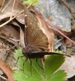 Thorybes pylades, Northern Cloudywing, Montpelier Station Rd., Bibb Co., GA, USA 21-V-08