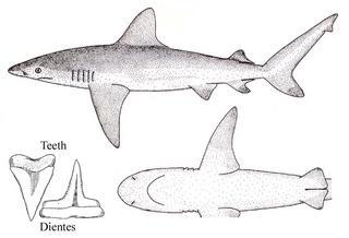 Carcharhinus altimus