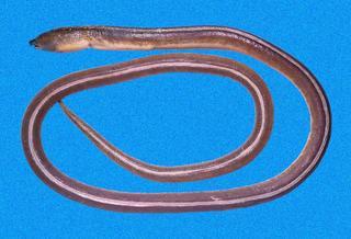 Bascanichthys cylindricus