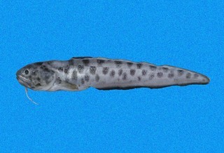 Ophidion