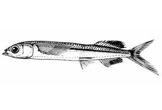 Oxyporhamphus micropterus micropterus