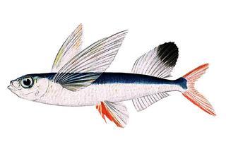 Parexocoetus brachypterus brachypterus