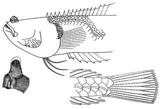Dactyloscopus fimbriatus