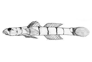 Chriolepis cuneata