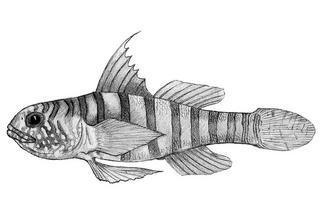 Lythrypnus alphigena