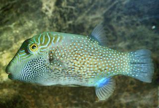 Canthigaster amboinensis
