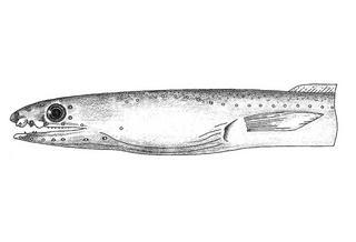 Ophichthus apachus