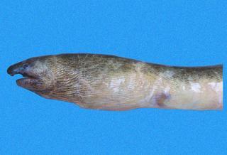 Bascanichthys cylindricus