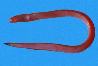 Pythonichthys asodes