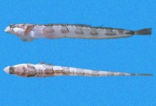 Gillellus arenicola
