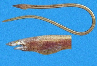 Ichthyapus selachops