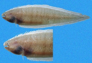 Symphurus elongatus