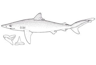 Carcharhinus signatus