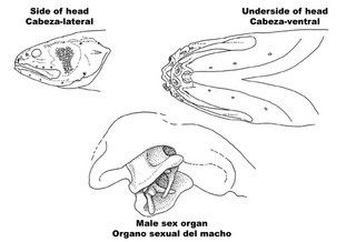 Ogilbia ventralis