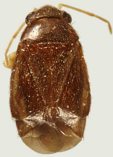 Arctostaphylocoris arizonensis, female