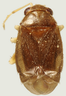 Arctostaphylocoris arizonensis, male