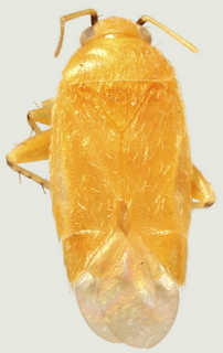 Aurantiocoris purshiae, female