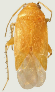 Aurantiocoris purshiae, male