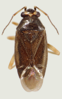Calidroides negro, female