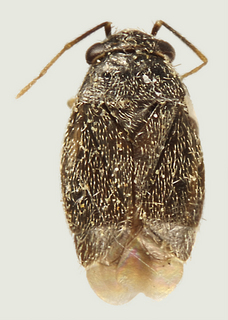 Chlamydatus brevicornis, female
