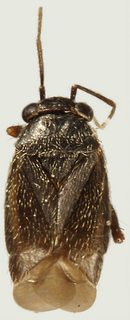 Chlamydatus brevicornis, male