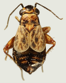 Chlamydatus californicus, female