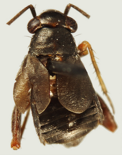Chlamydatus californicus, male